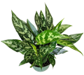 Maria (Emerald Beauty)